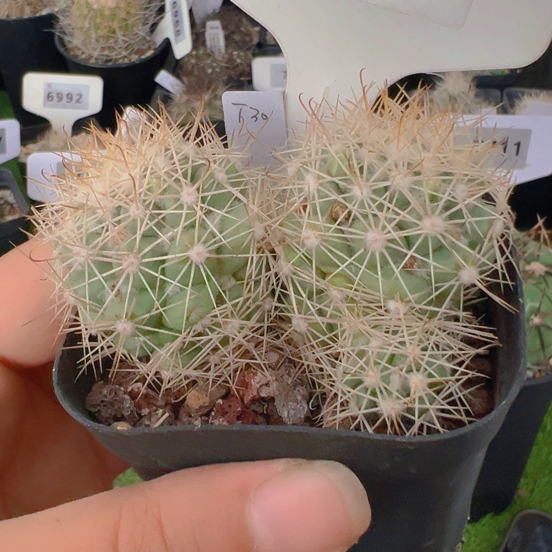 7173白刺蓬莱宫实生裸根发