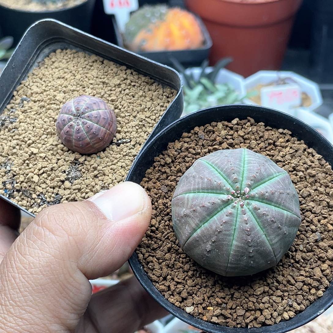 爱*粉丝专拍仙人球多肉