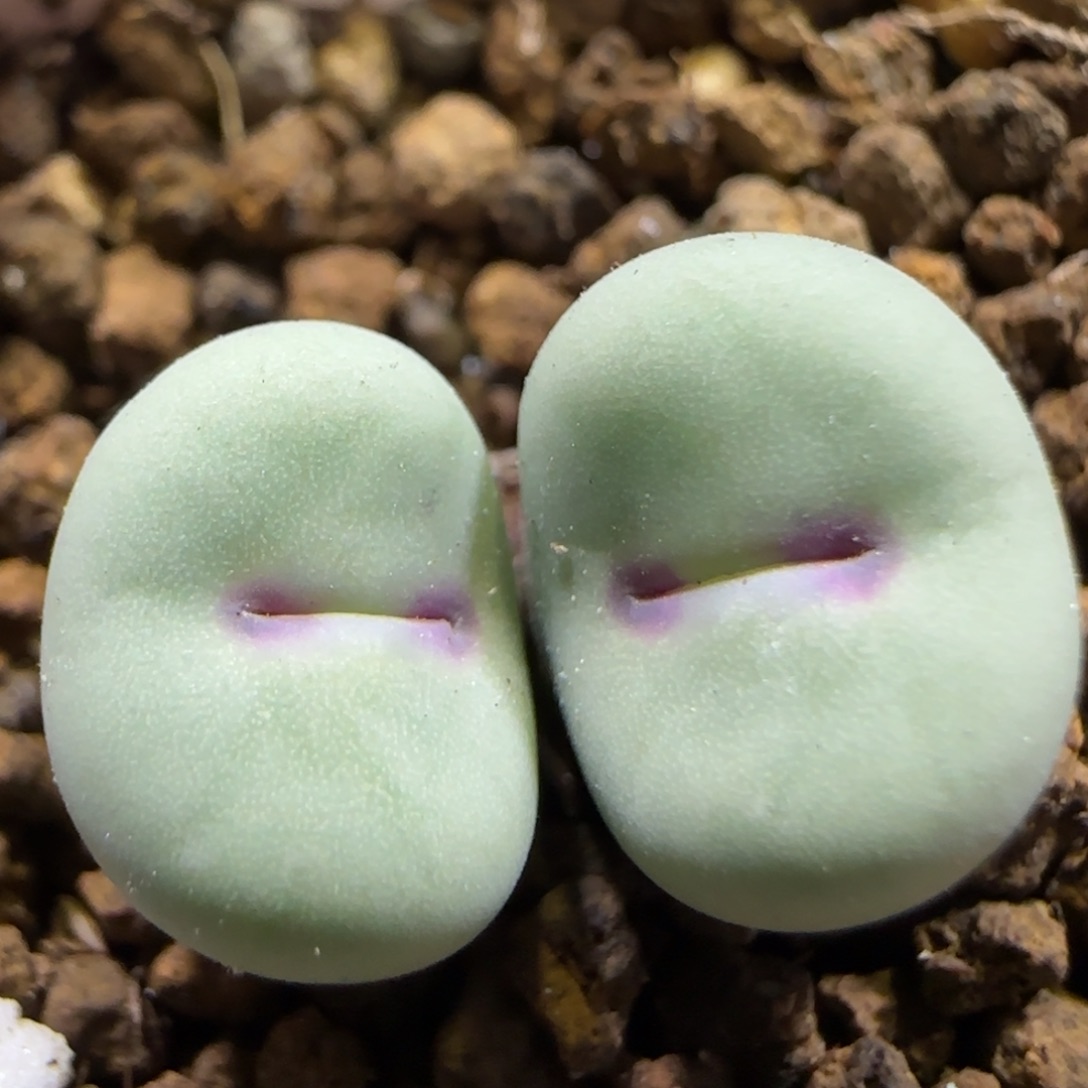 1.14 上播福利 小红嘴 6001