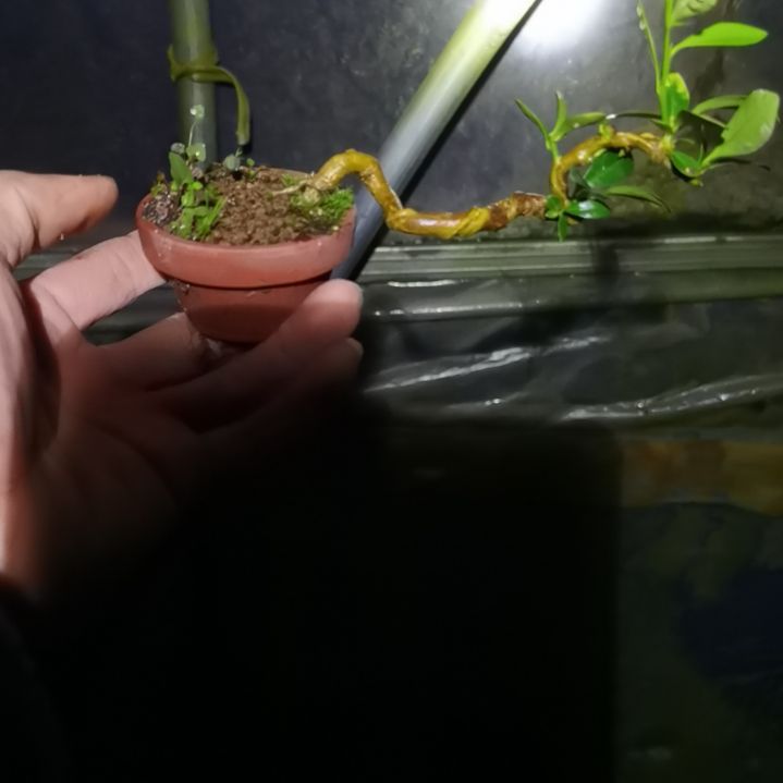 完全开放金豆小橘子绿植的