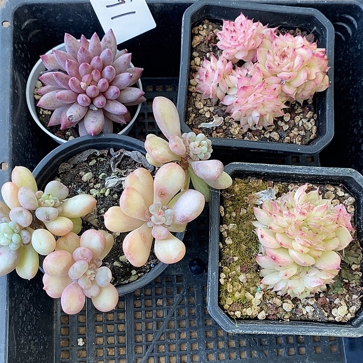 191 多肉植物盆栽花卉