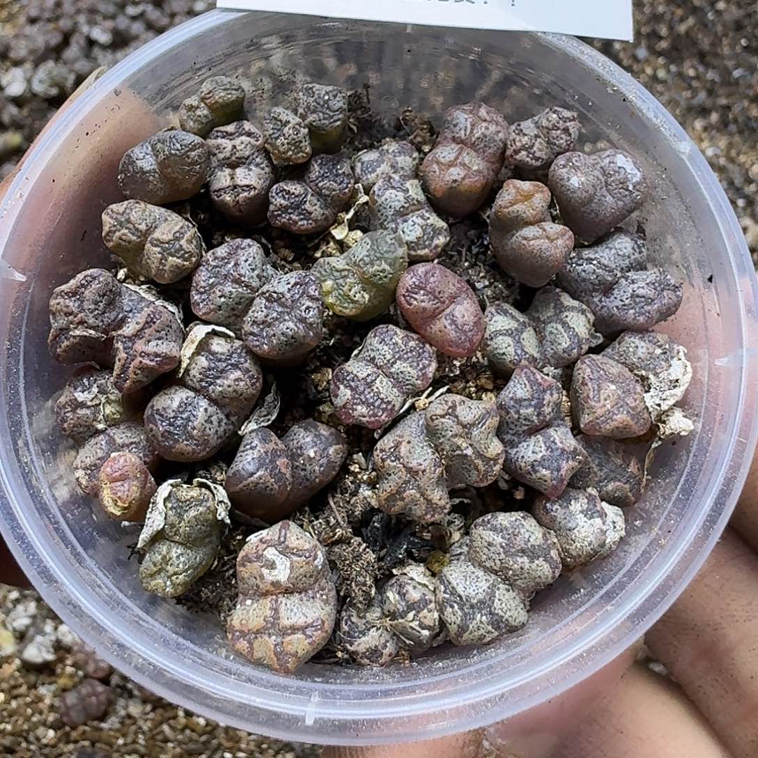 1715 蝴蝶勋章哈哈哈哈哈哈哈哈哈