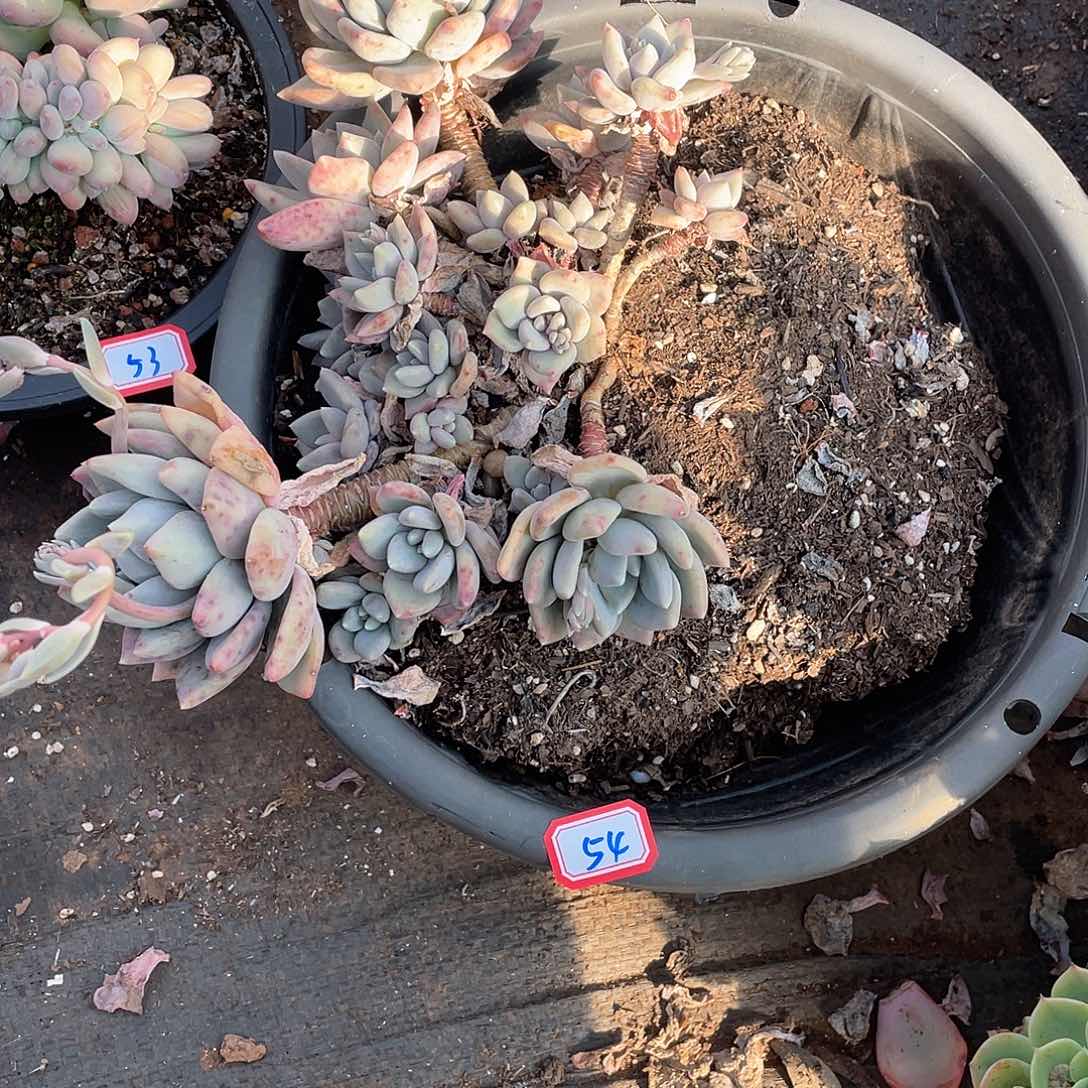 54胖美人 一物一拍多肉