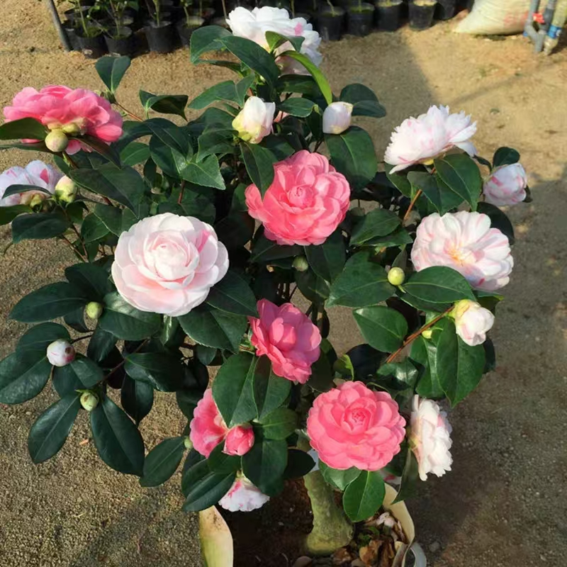 【滨语】【乔伊】茶花一树多色带花苞山茶花树苗盆栽名贵品种庭院植物