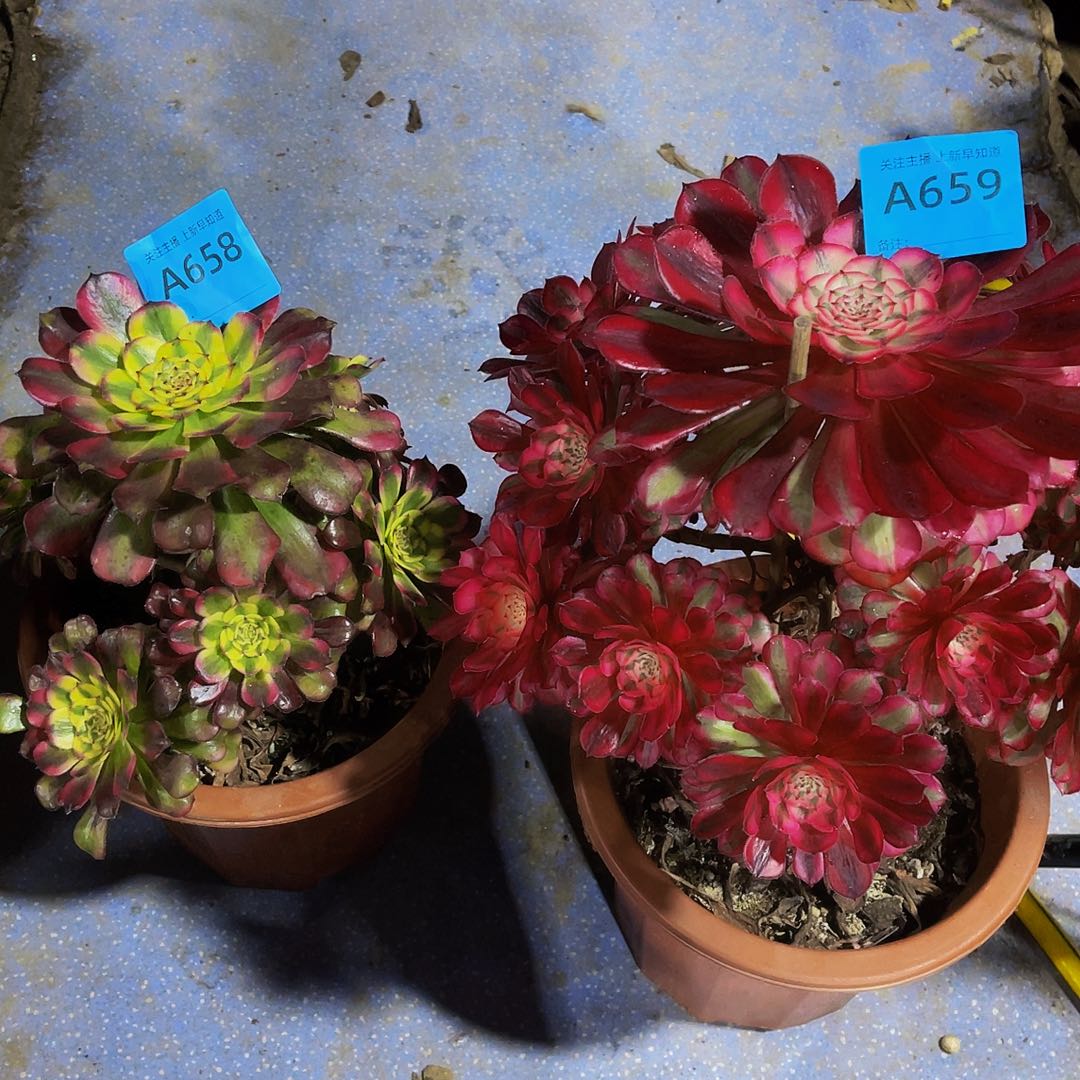 8**6共同白659五天级658有断肢