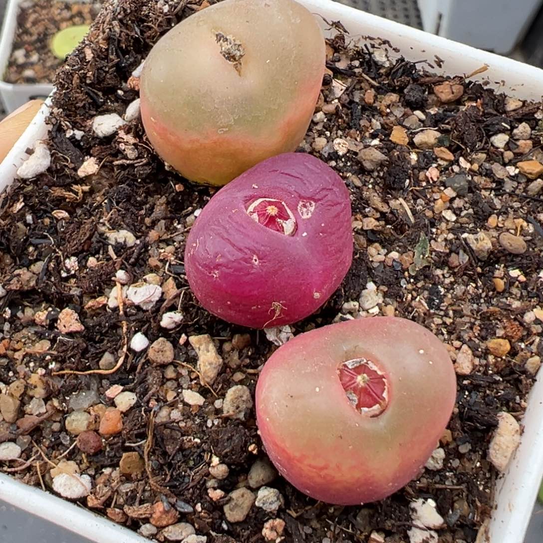 2.16好看的多肉952