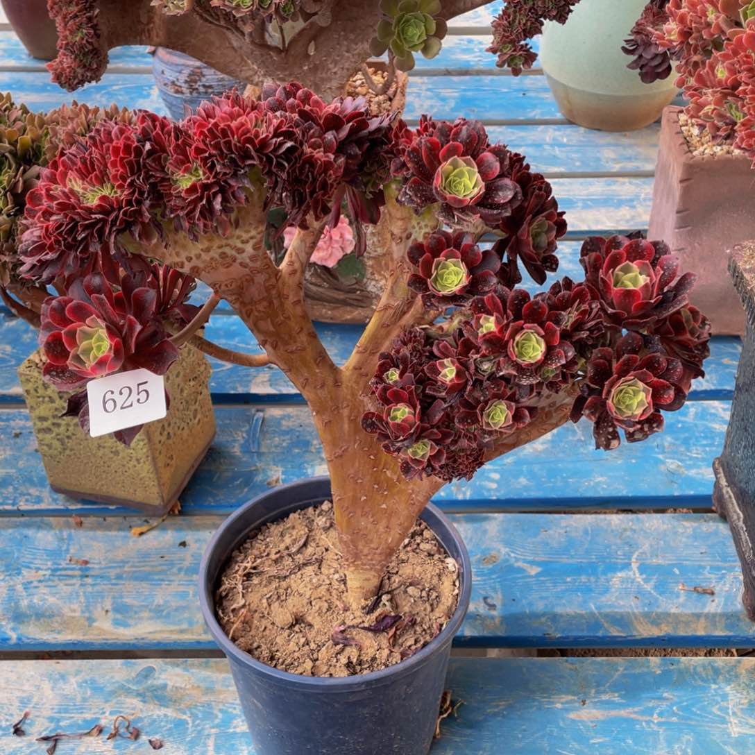 625号美杜莎法师