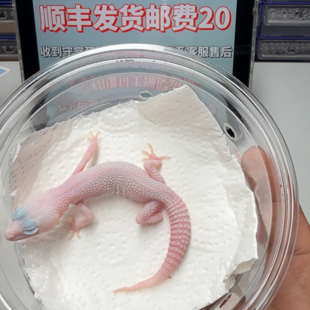 豹纹守宫恶魔白酒妹妹