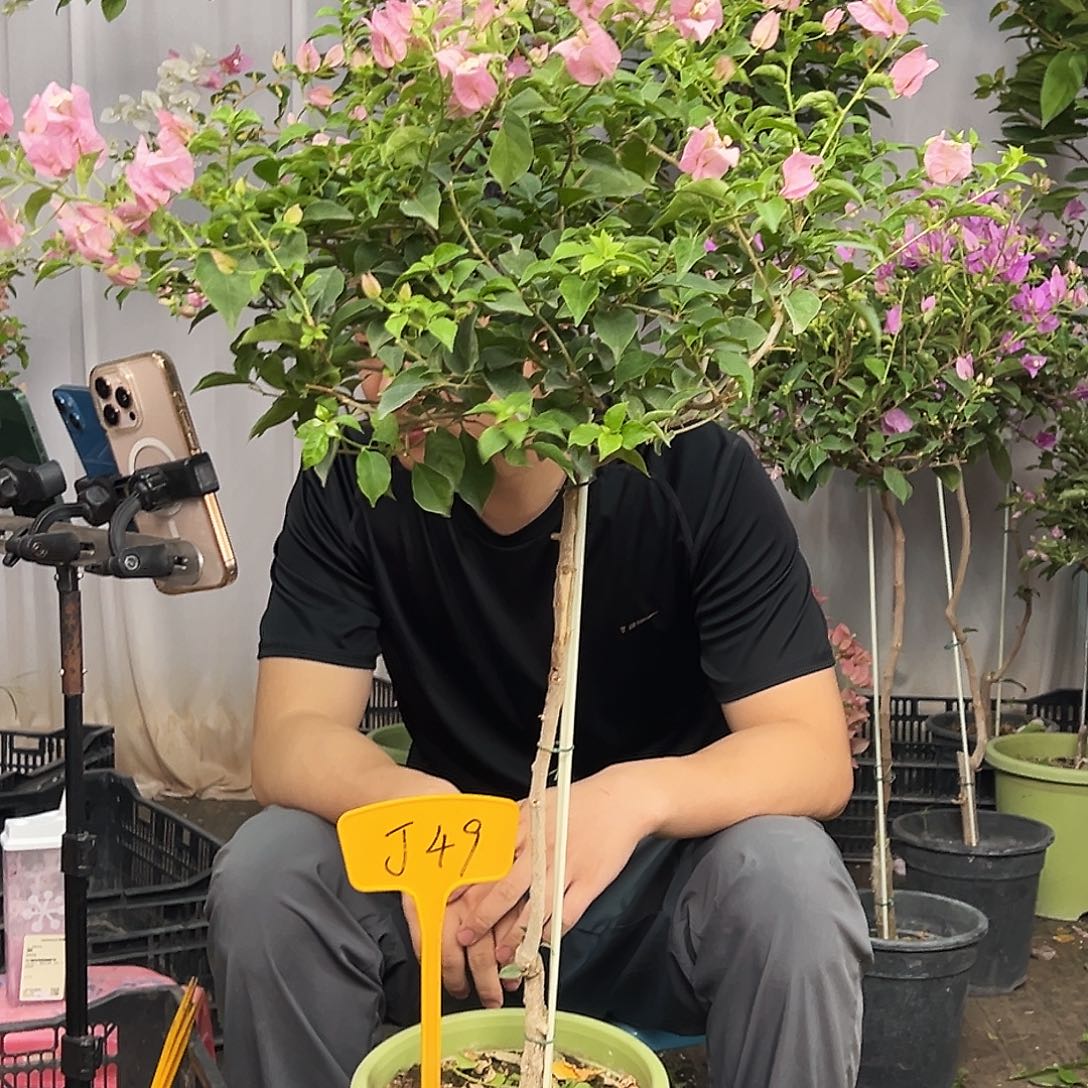 西***子当前无花栽培后可以开花J49魔法樱花