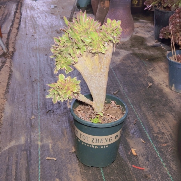 114灿烂缀多肉多肉多肉