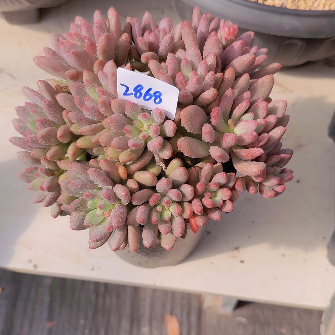 2868美人杂多肉植物
