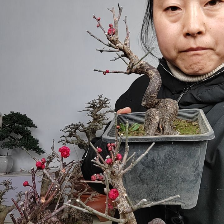 红须朱砂梅花盆景过**风