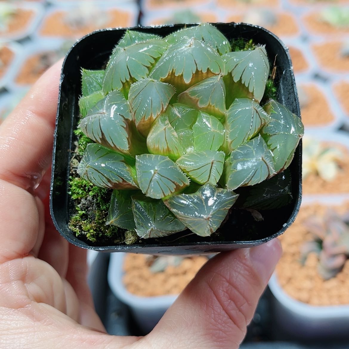 【闪购商品】实生玉露