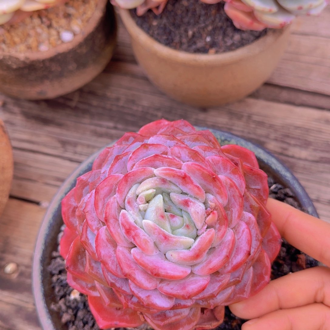 纯爱多肉植物多肉植物