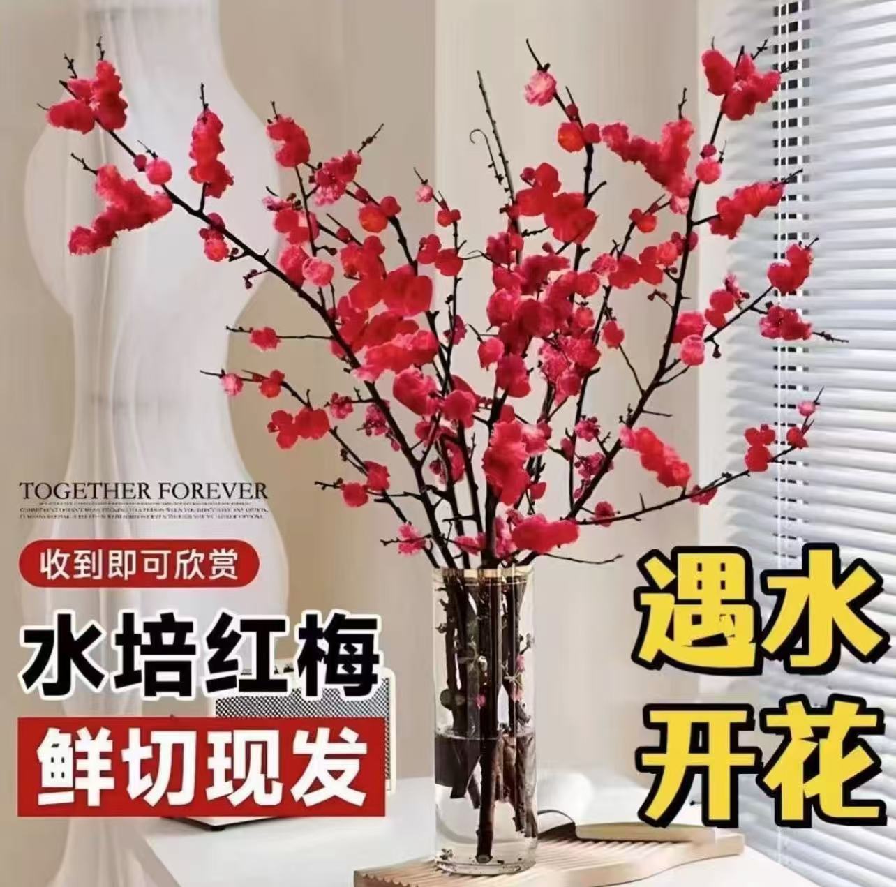 【带花苞】遇水开花耐寒浓香型水培干枝红梅鲜枝年宵花装饰好养绿植