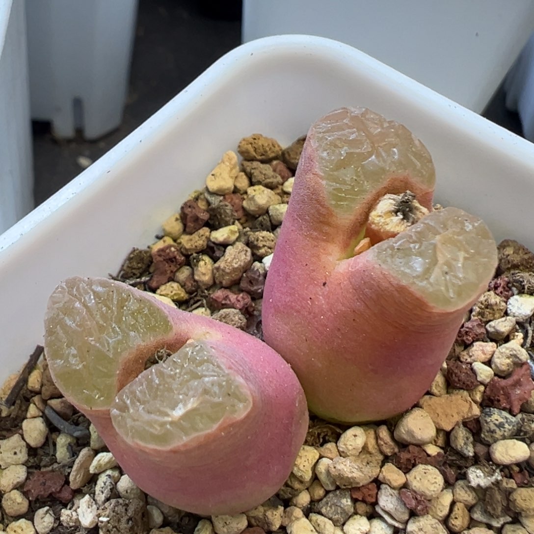 特粉磁铁 肉锥植物