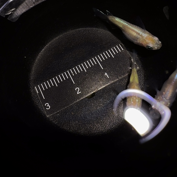 青鳉鱼一物一拍911