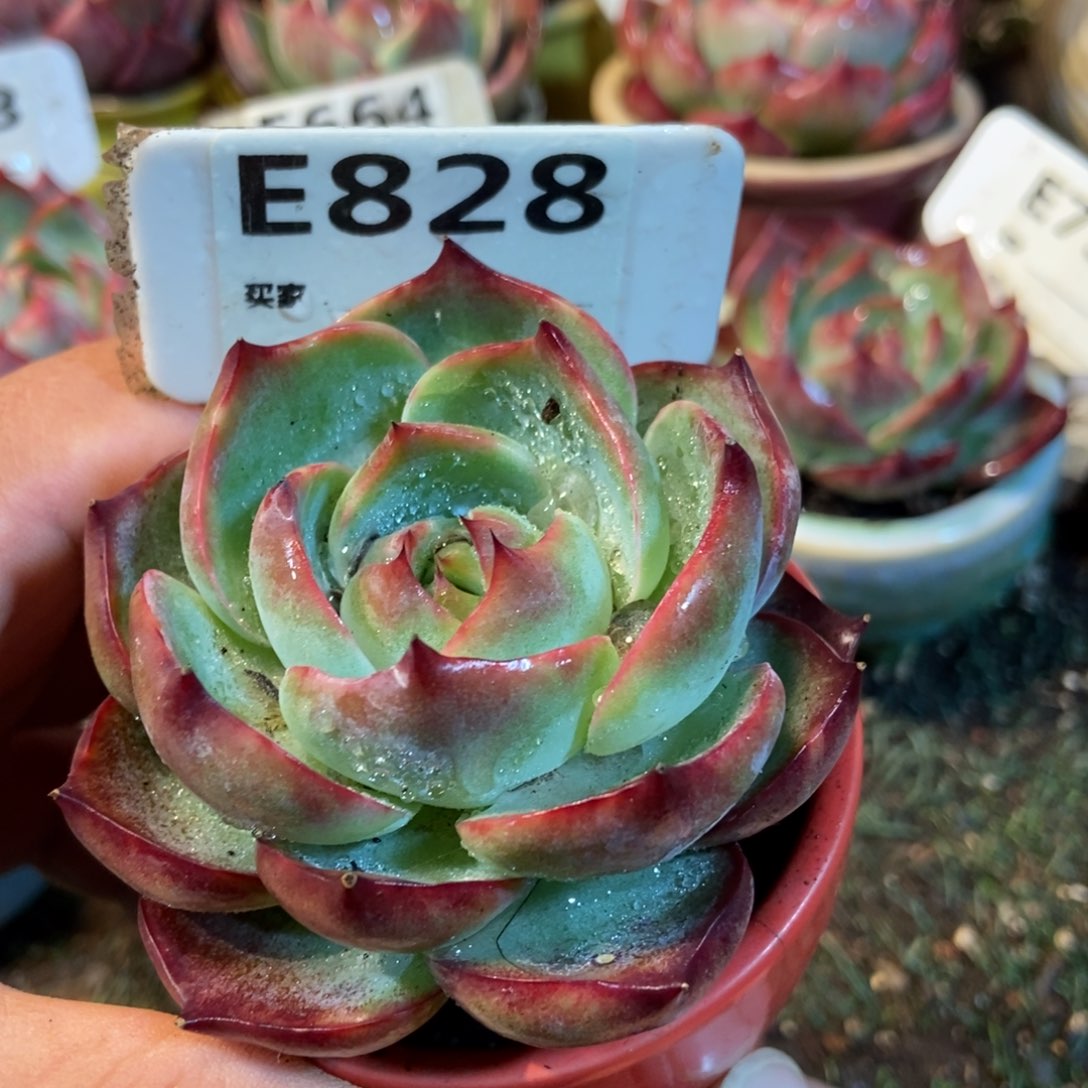 惊鸿一瞥828号楼多肉