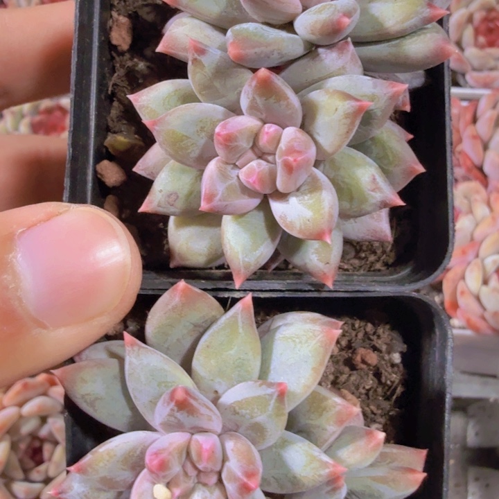 重楼双头一颗福利