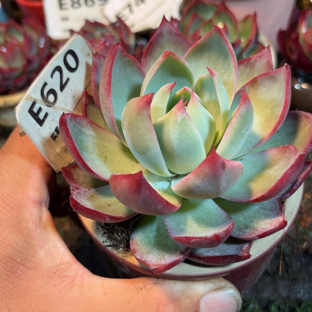 惊鸿一瞥620号多肉