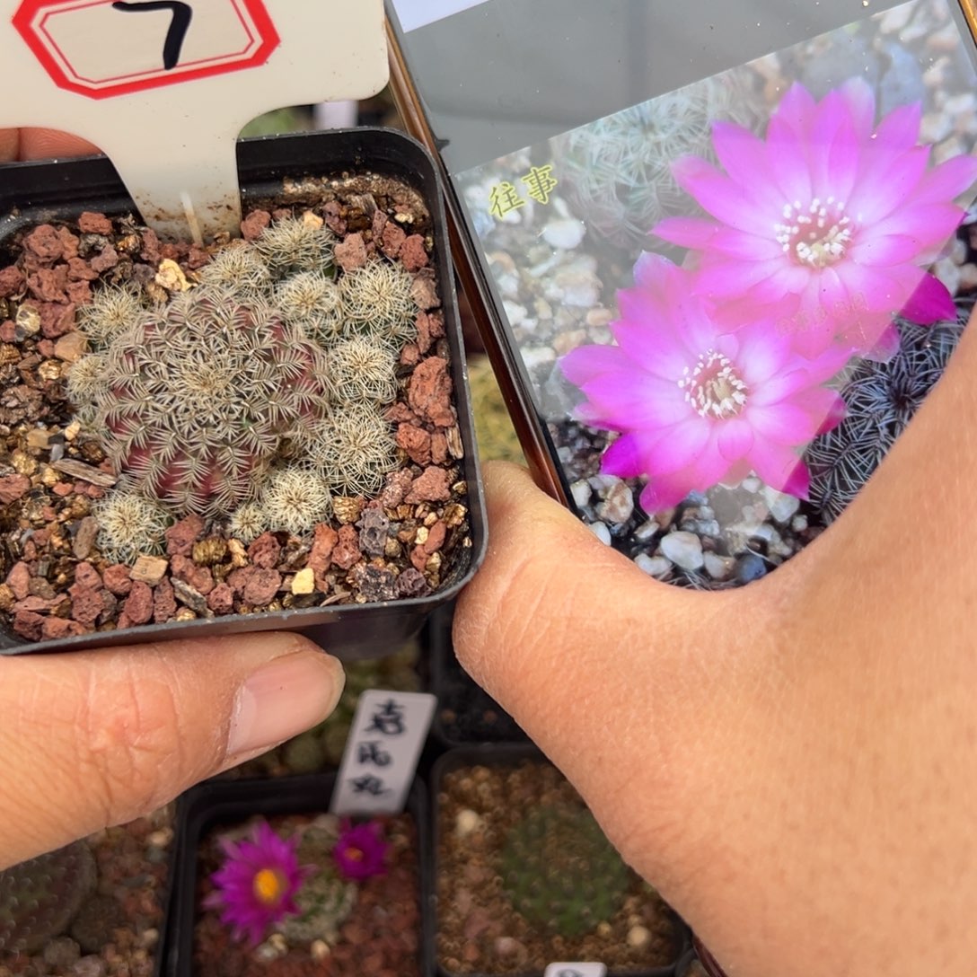 7开播福利有瑕疵沟宝山