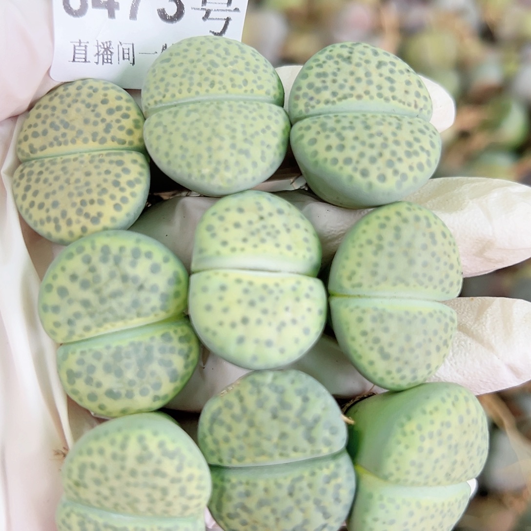 8473 好养易活生石花大母本9个