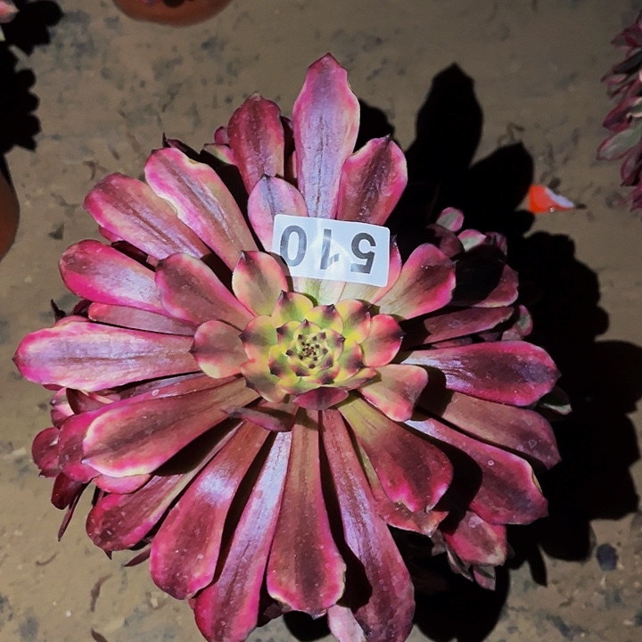 510紫嫣多肉植物处理不售后