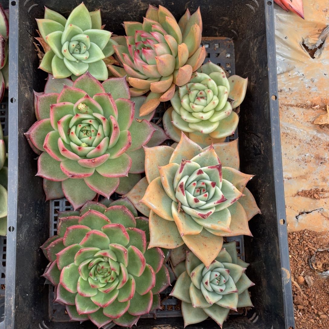 无花朵若如东云组拍E203