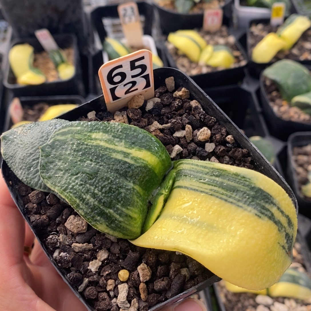 不开花植物652蜗牛