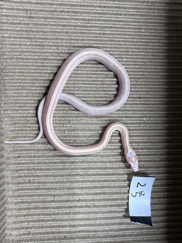 陈跳跳爬宠暴雪牛直金沙直王蛇