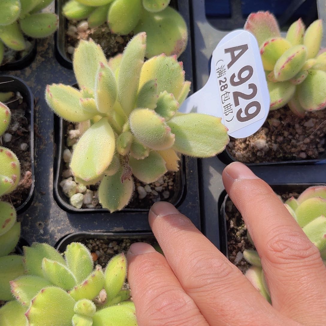 A929彩虹熊yi wu yi pai