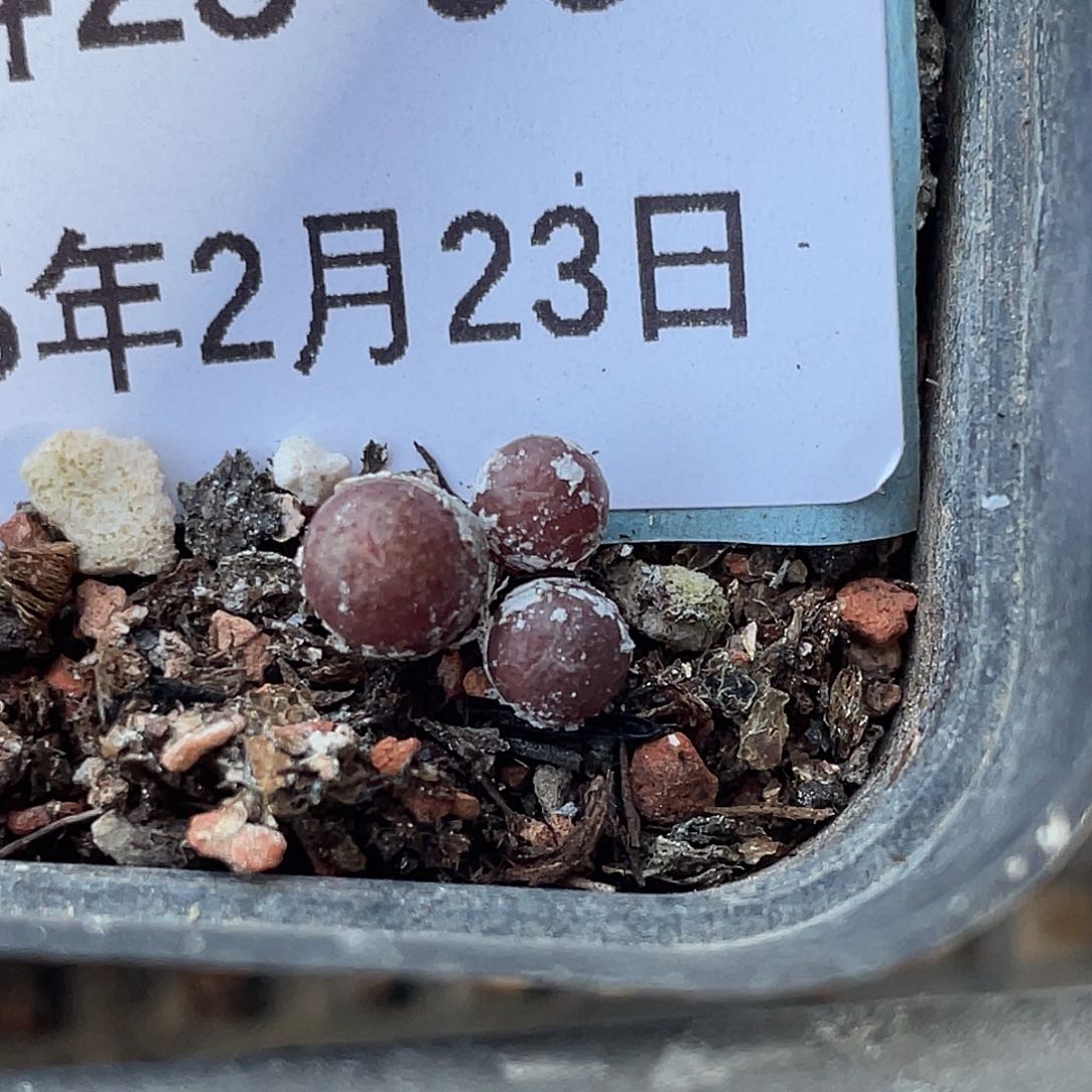 23-95猪皮多肉植物