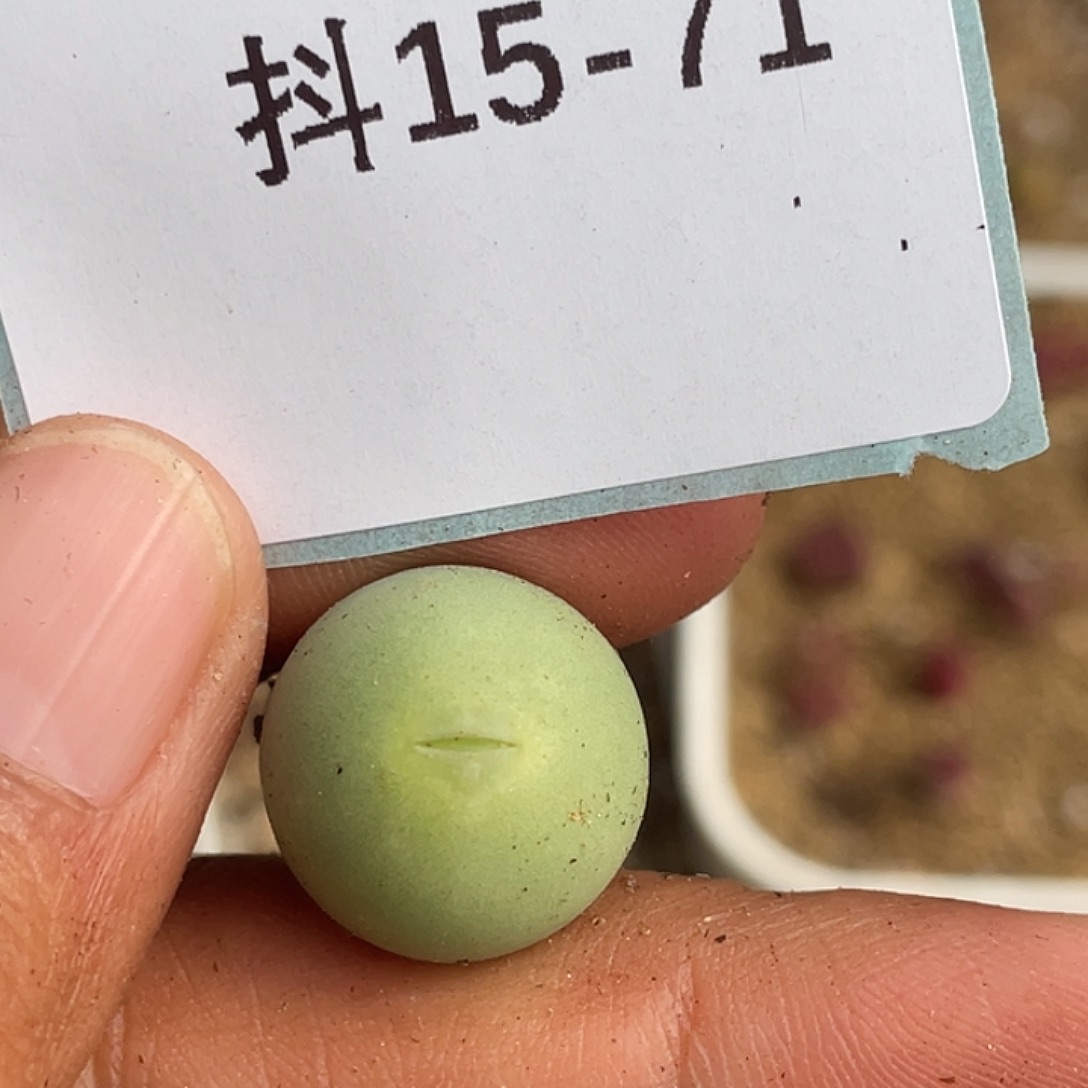 15-71鸽子蛋多肉植物