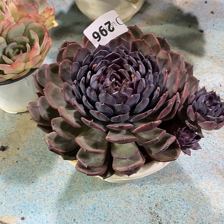 无***。296蓝色妖姬多肉植物