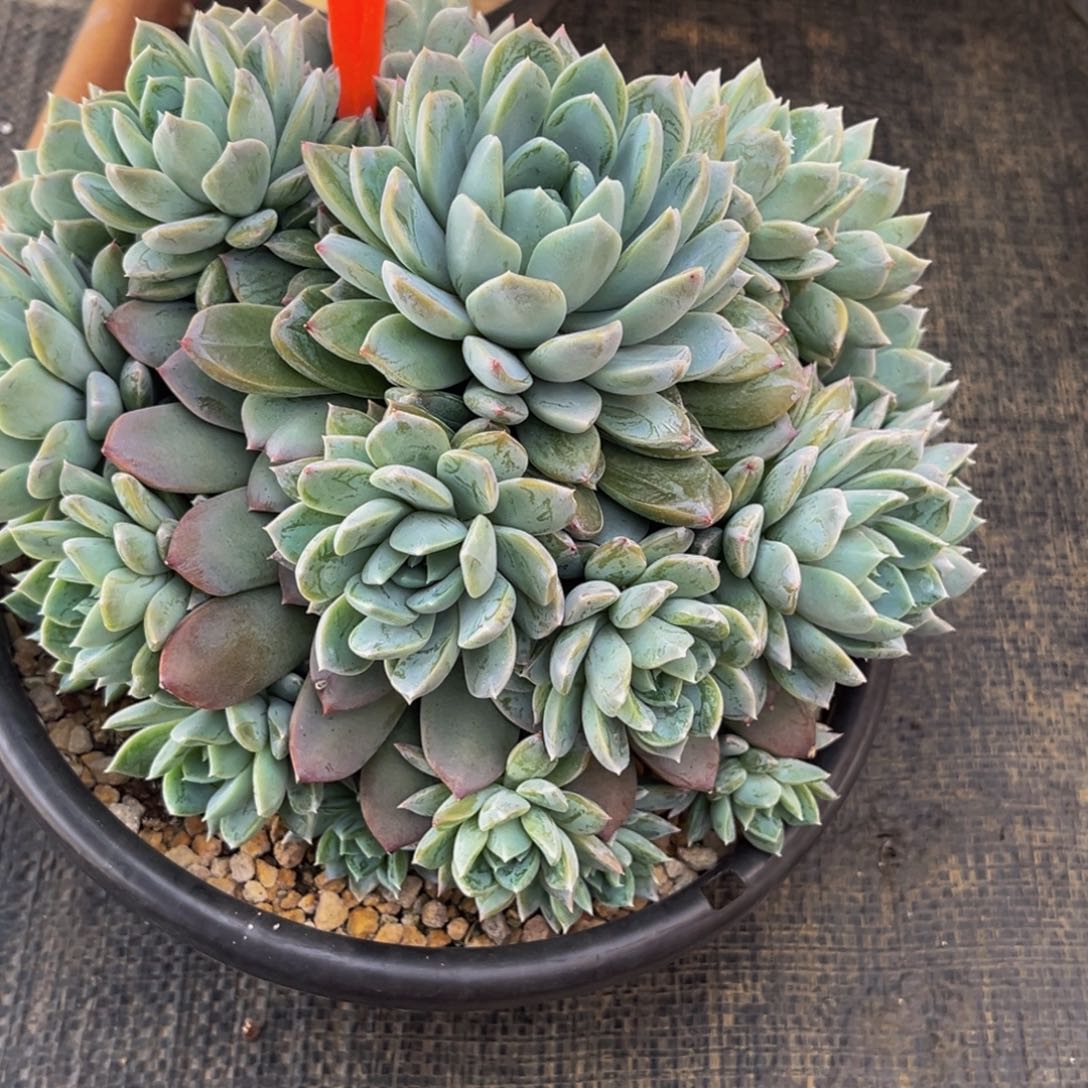 2503号上午多肉植物群生多肉植物