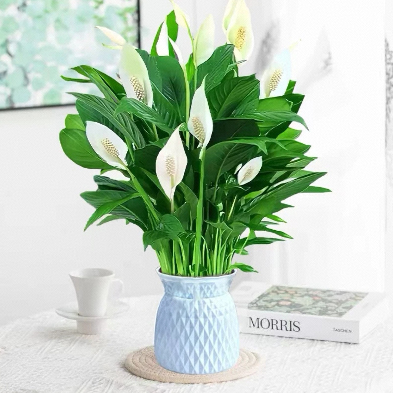 H白掌一帆风顺盆栽带花水培植物办公室四季开花适合懒人花卉绿植