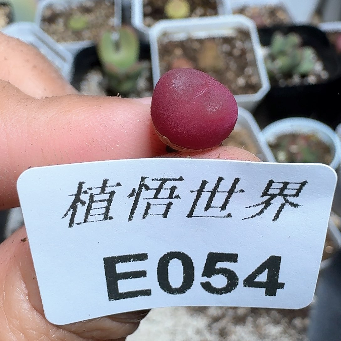 054号多肉植物哇f v