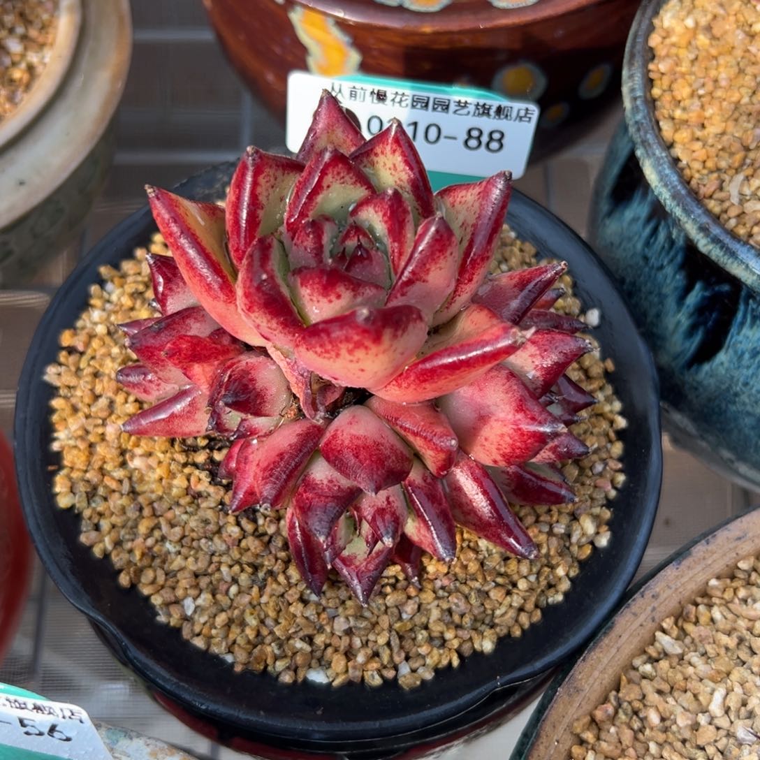 多肉一物一拍0210-88