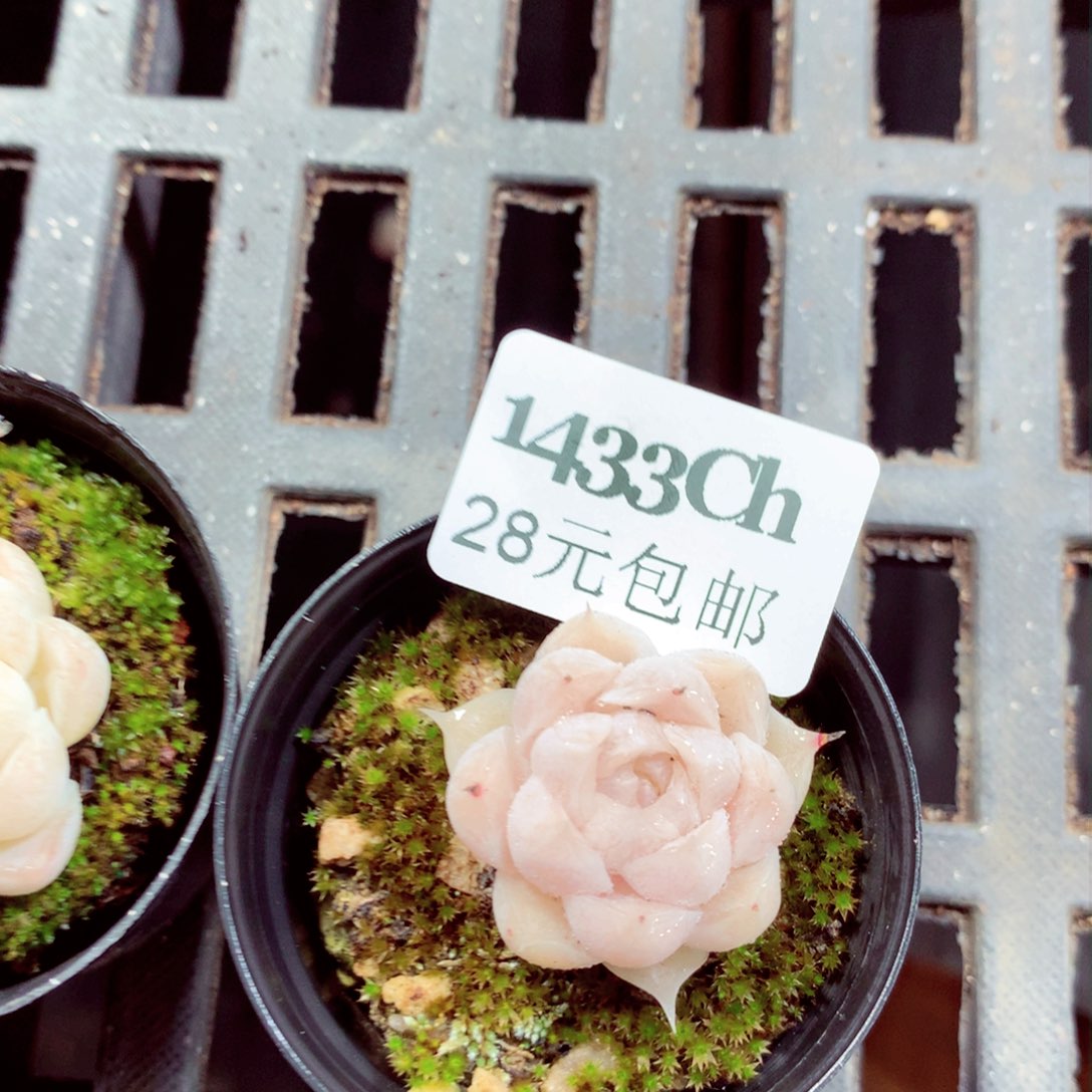 5厘米盆精控多肉1433