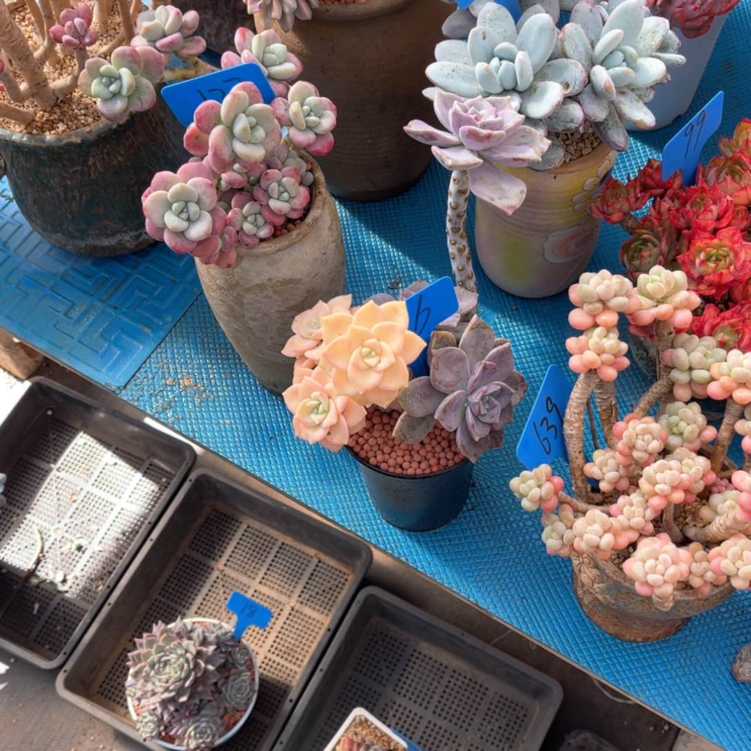 (****寻0066紫乐锦多肉