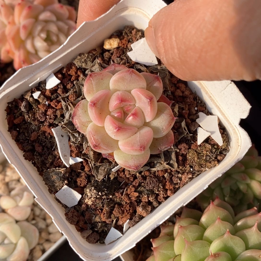 精品多肉一物一拍不包整26