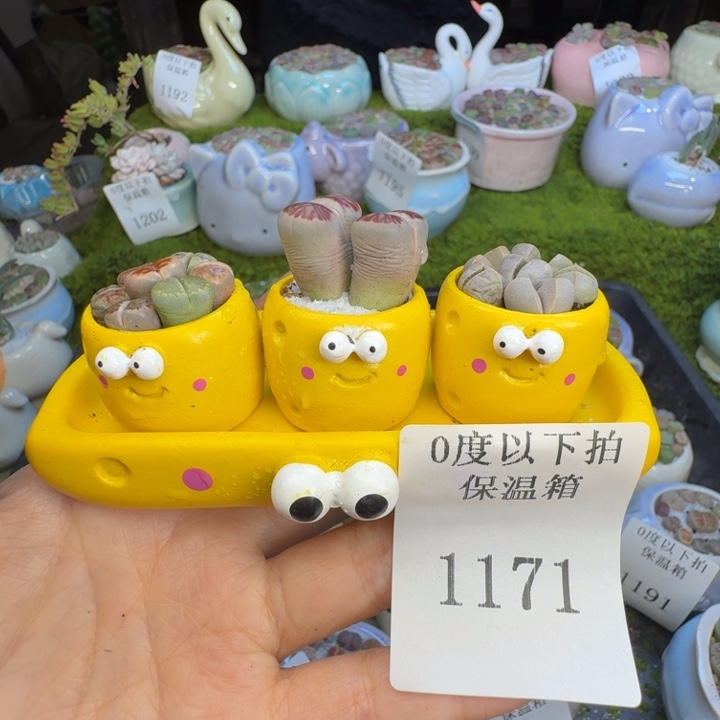 L***࿐多肉植物开播福利冲1171