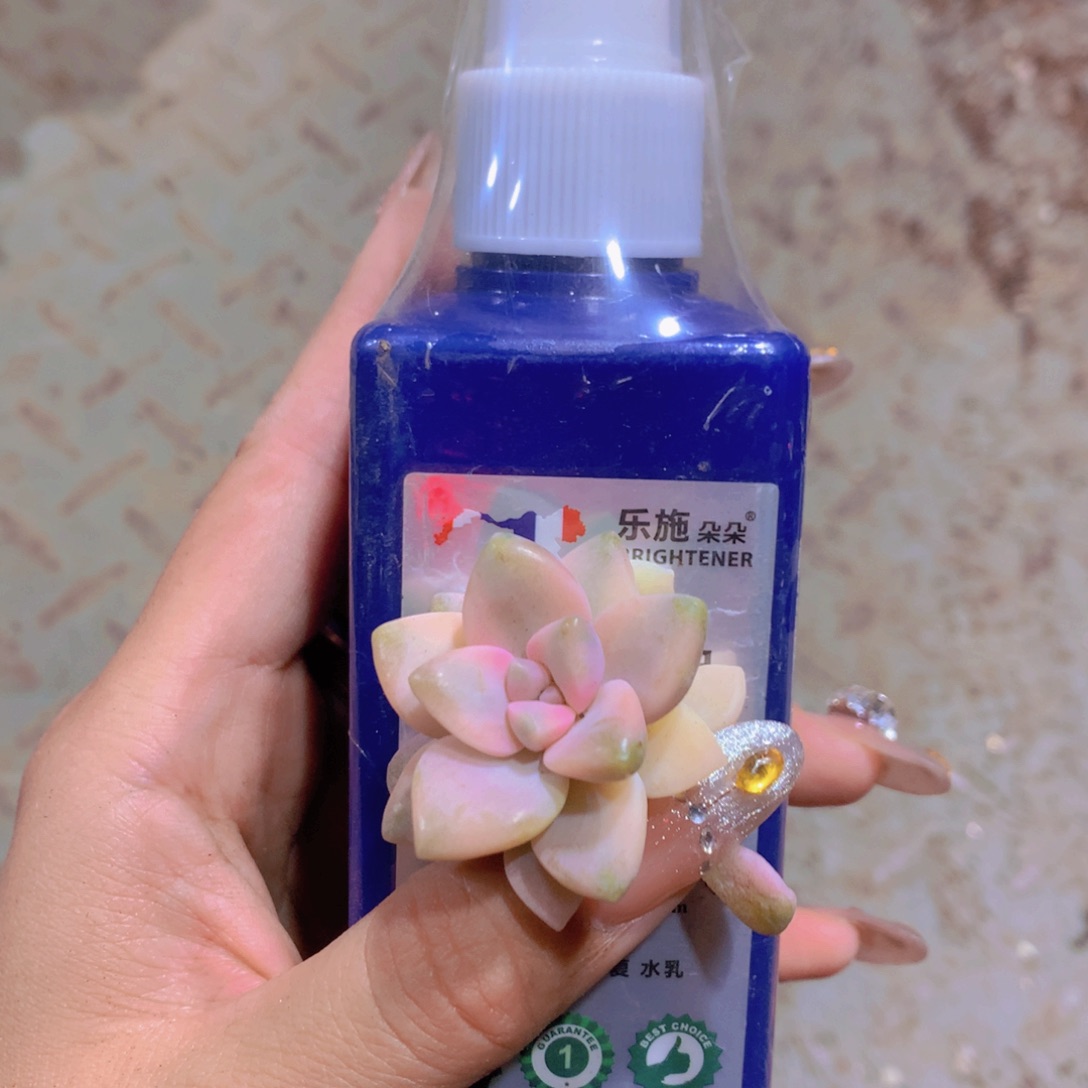 闪购多肉框拍包邮一瓶