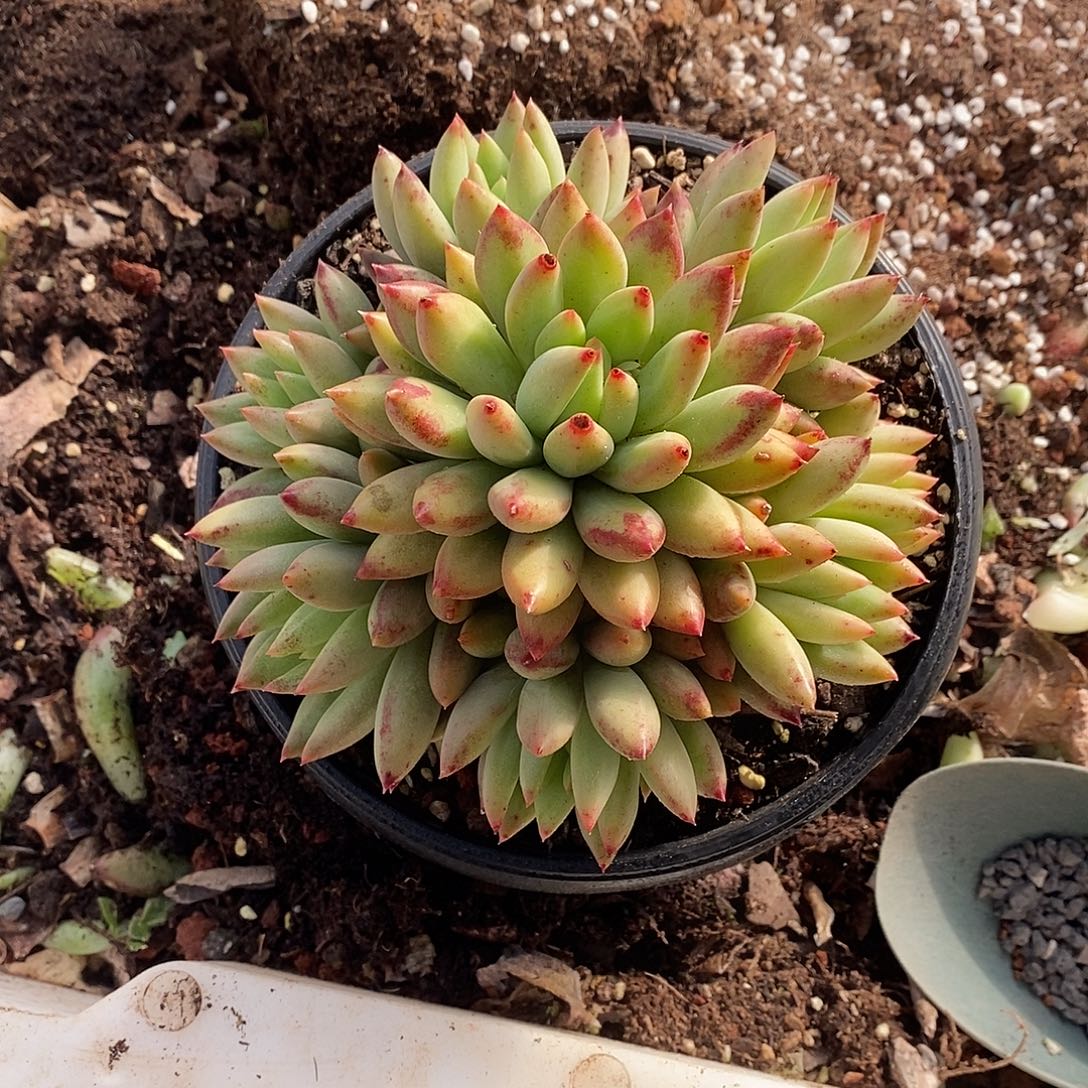 无坎捧花二代虞美人