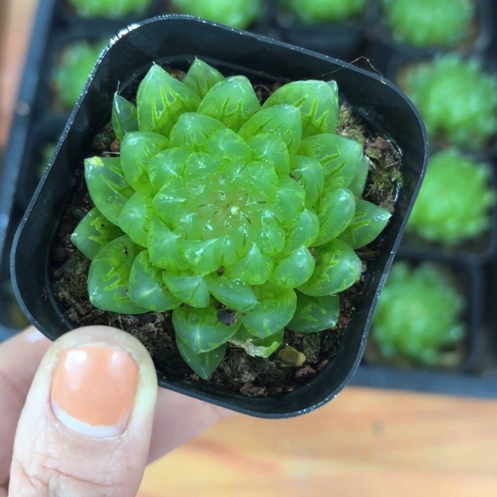 樱变女神多肉植物