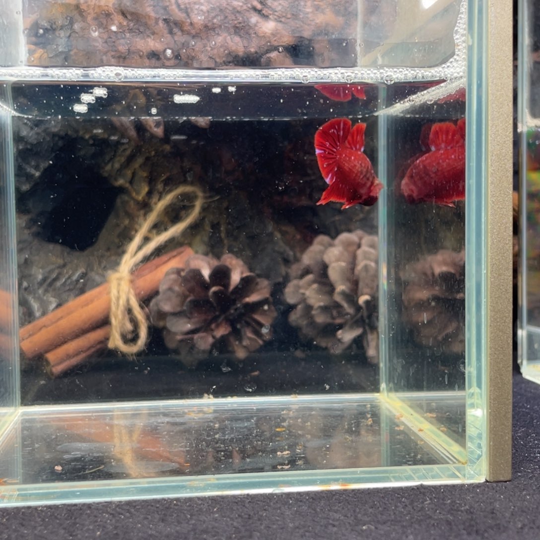 斗鱼十二月二十六日竞价