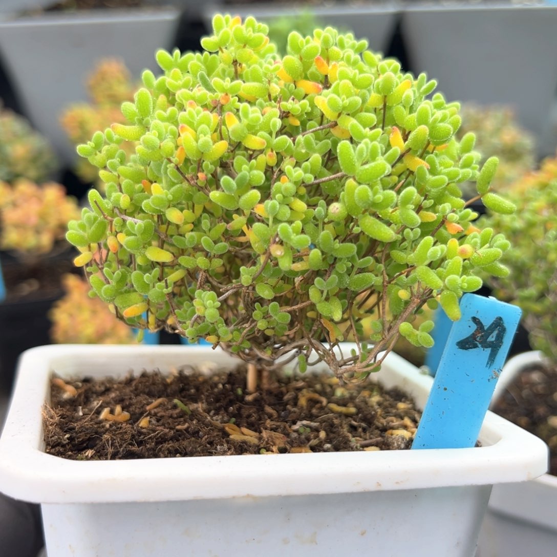 蜜橘糖球小蘑菇24号