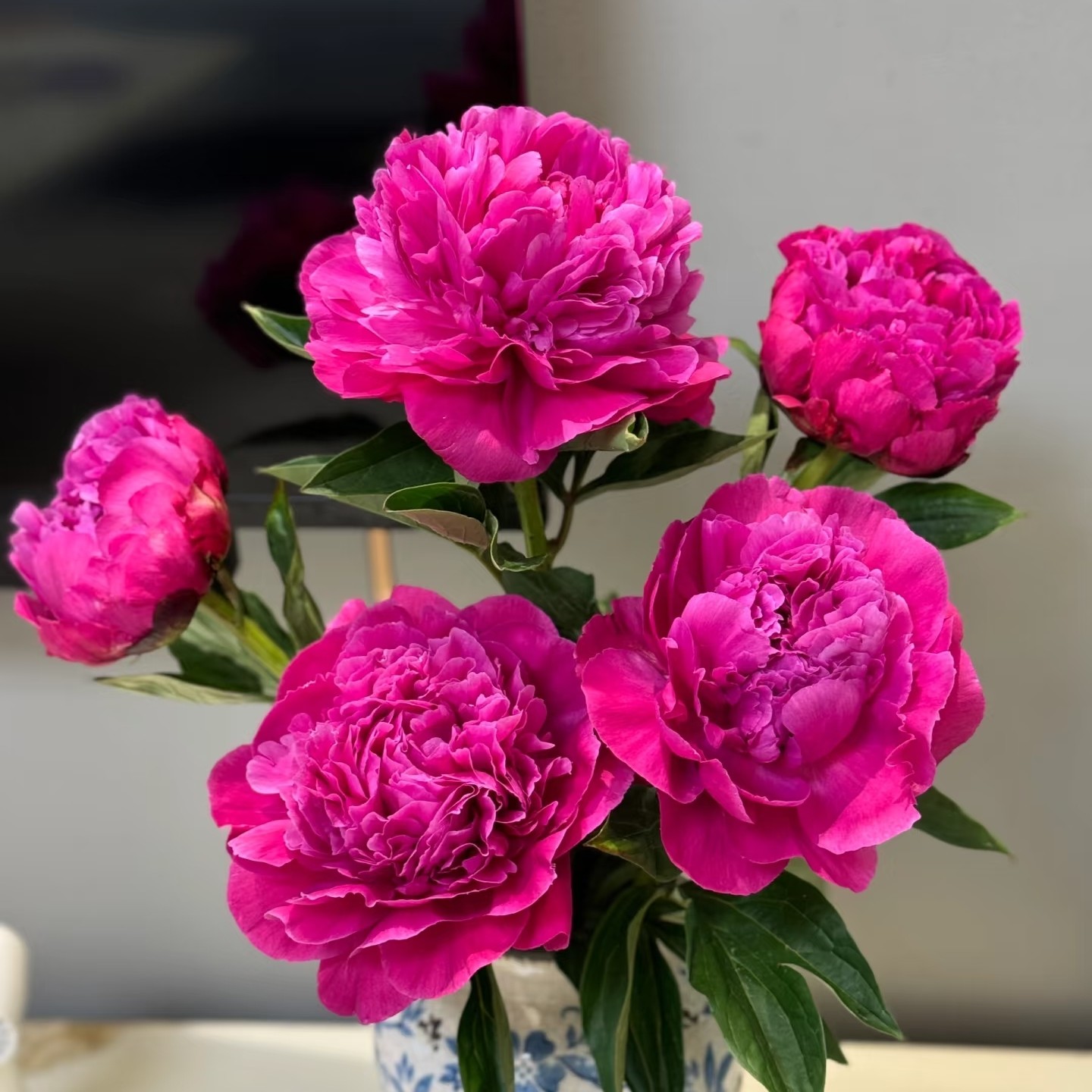 进口观赏重瓣芍药【红富士芍药】现拍现发，盆栽观赏芍药花苗