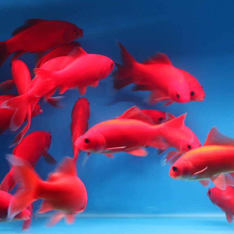观赏鱼 淡水冷水 好养好活 红鹦鹉鱼 花鹦鹉鱼