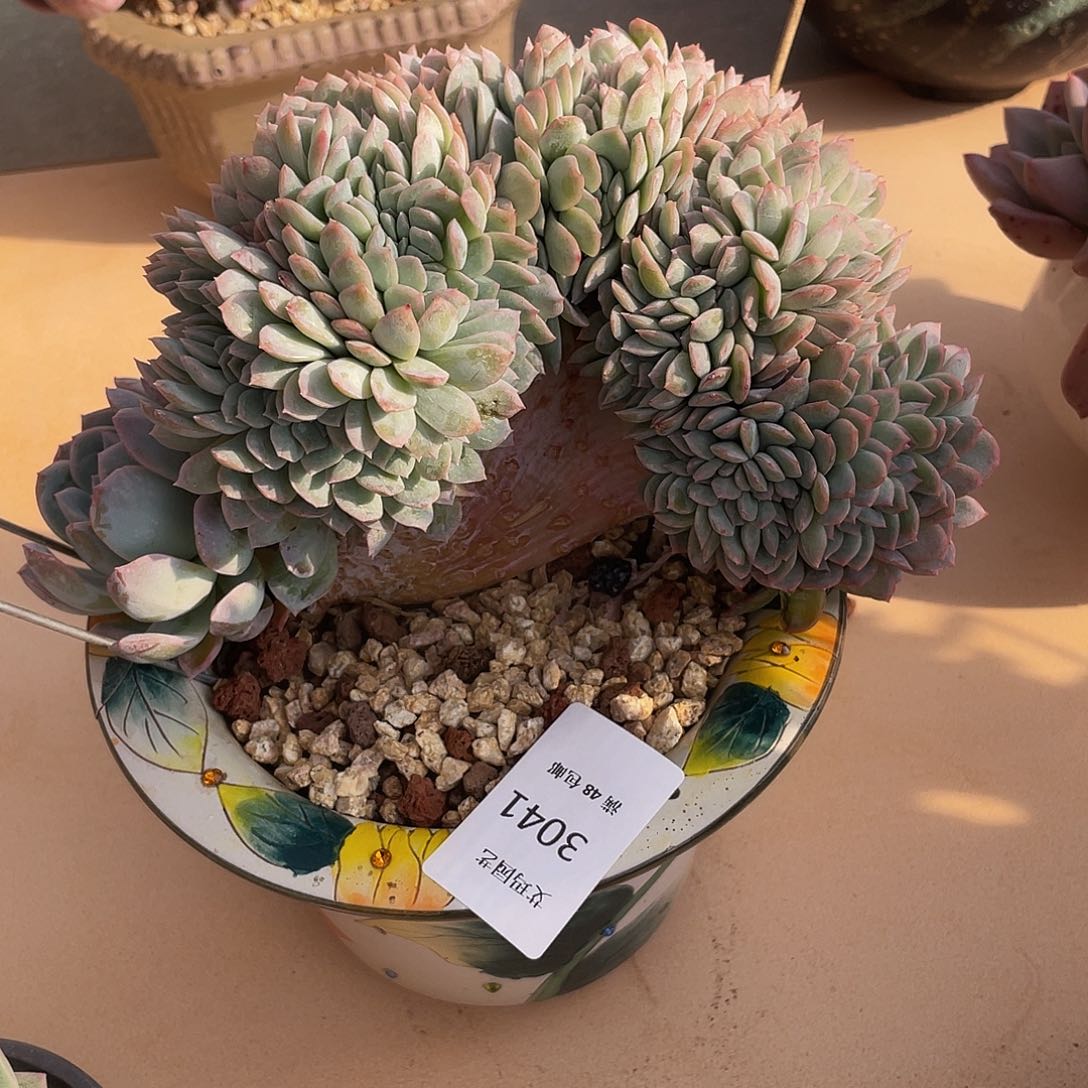 莎莎缀041 多肉多肉多肉